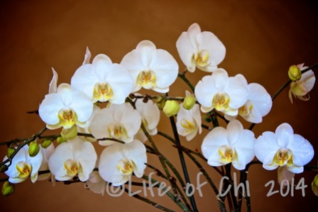 The phalaenopsis hybrid: There is a reason why this plant has become the most popular pot plants in many countries. A mature phal will flower virtually year round, producing new spikes almost continuously. The flowers can be very long-lasting (up to half a year, at least).