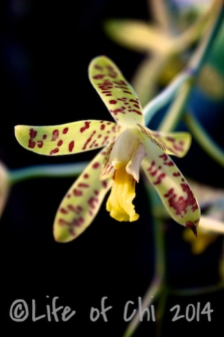 Ansellia africana - The Leopard orchid. Indigenous to southern Africa. In the cymbidium family. Used as traditional medicine to cure insanity.