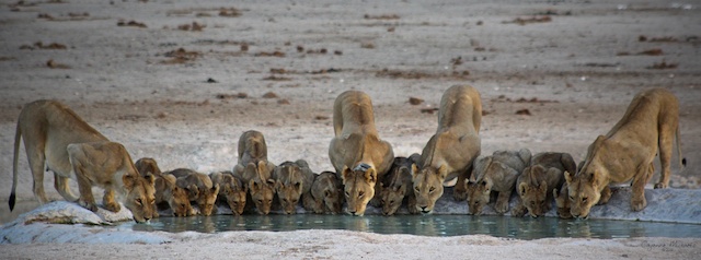 My favorite pride of them all. The Nebrownii pride in Etosha National Park